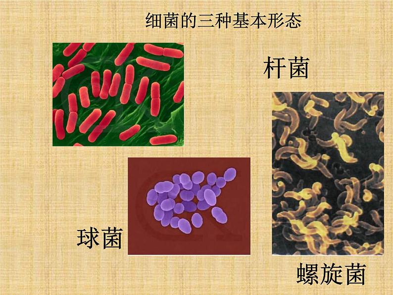 2020年六年级上册科学课件做酸奶苏教版(14页)ppt课件第8页