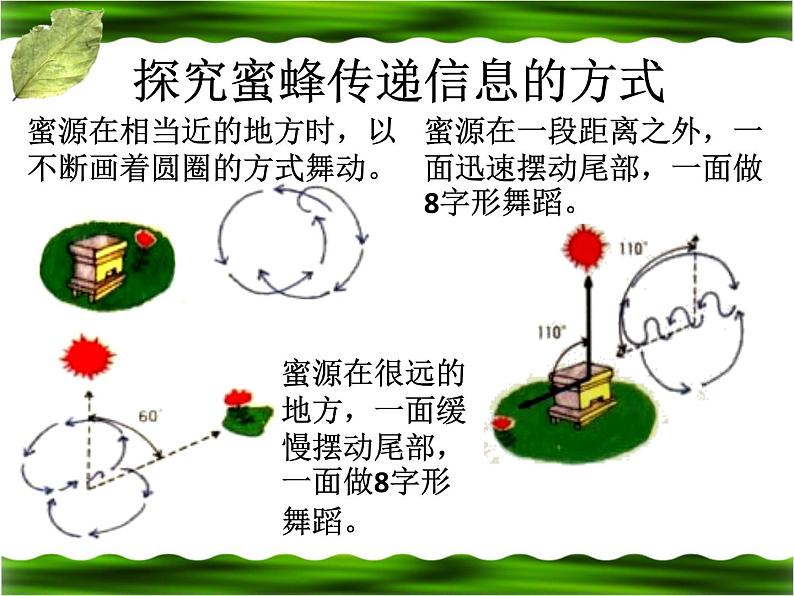 2020年六年级下册科学课件4.17《生物是怎样传递信息的》青岛版(14张)ppt课件第7页