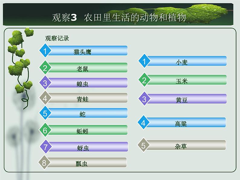 2020年六年级上册科学课件6猫头鹰与农田首师大版(30张)ppt课件第6页