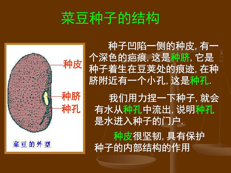 2020年三年级下册科学课件13.种子的构造首师大版(13张)ppt课件03