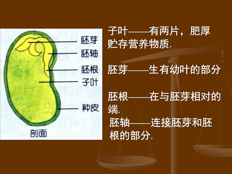 2020年三年级下册科学课件13.种子的构造首师大版(13张)ppt课件04