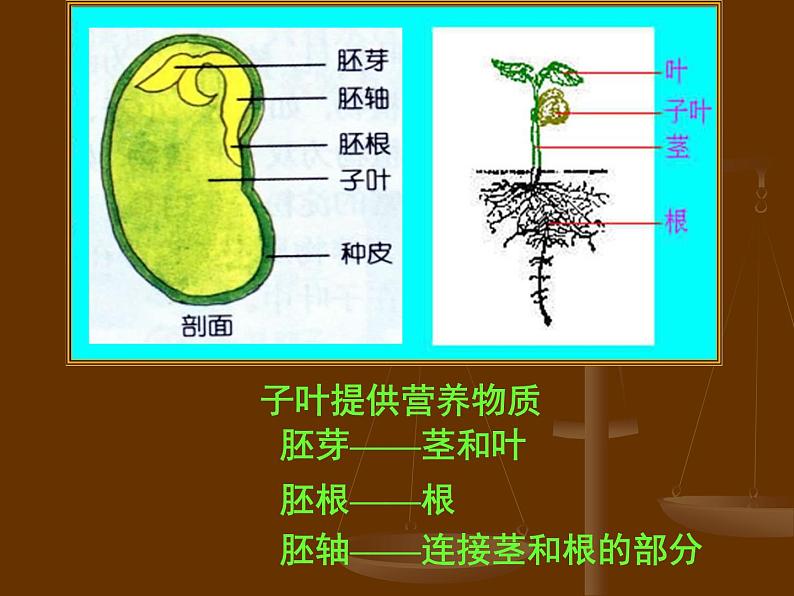 2020年三年级下册科学课件13.种子的构造首师大版(13张)ppt课件05