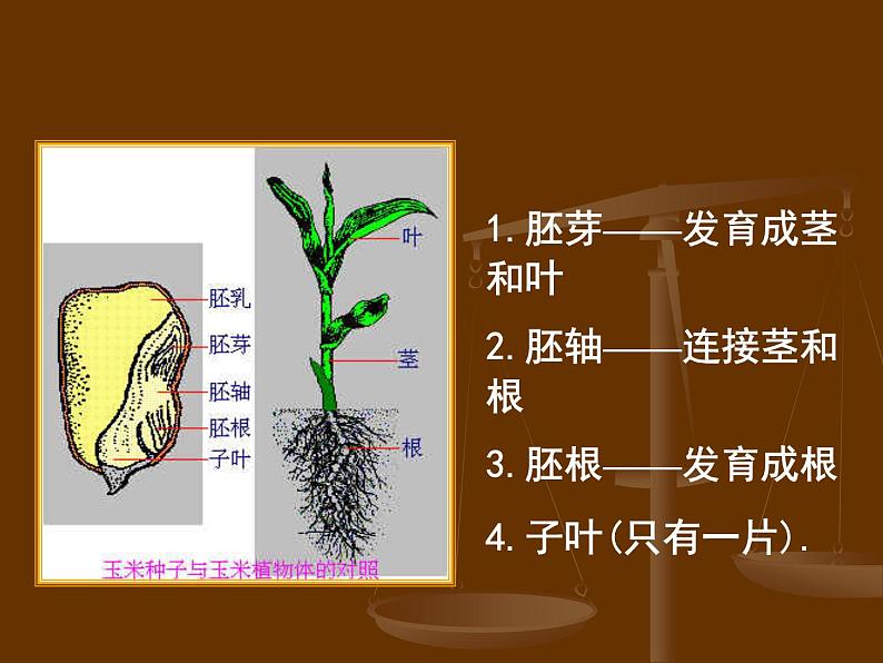 2020年三年级下册科学课件13.种子的构造首师大版(13张)ppt课件08