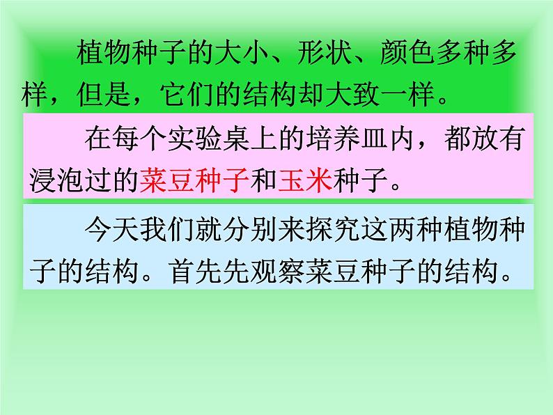 2020年三年级下册科学课件13.种子的构造首师大版(22张)ppt课件第4页