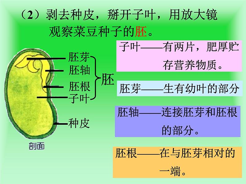 2020年三年级下册科学课件13.种子的构造首师大版(22张)ppt课件第7页