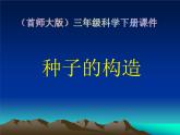 2020年三年级下册科学课件13.种子的构造首师大版(20张)ppt课件(1)