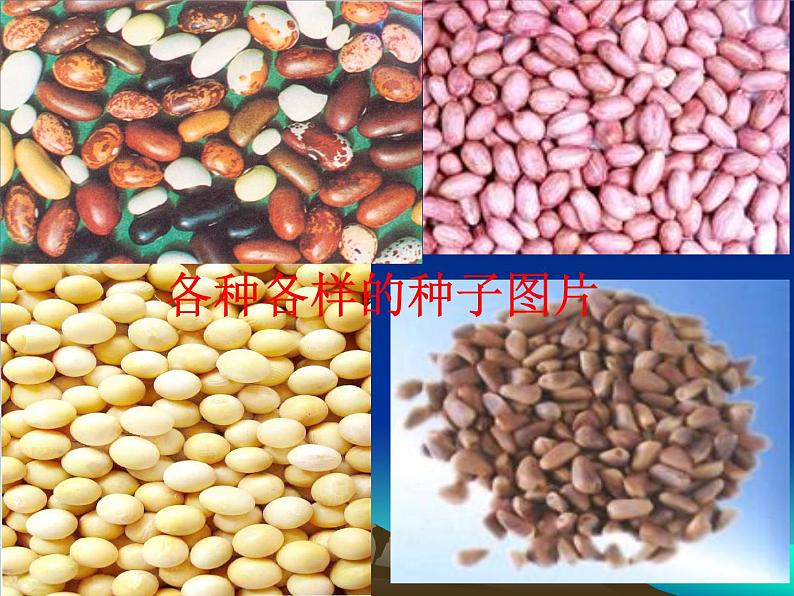 2020年三年级下册科学课件13.种子的构造首师大版(20张)ppt课件(1)03