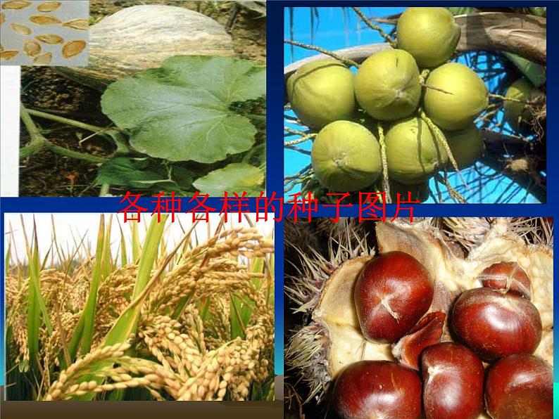 2020年三年级下册科学课件13.种子的构造首师大版(20张)ppt课件(1)04