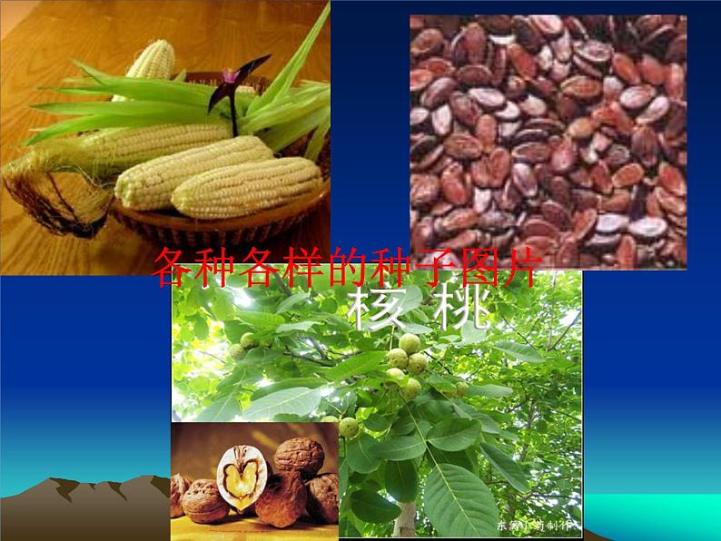 2020年三年级下册科学课件13.种子的构造首师大版(20张)ppt课件(1)05