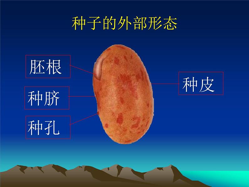 2020年三年级下册科学课件13.种子的构造首师大版(20张)ppt课件(1)06