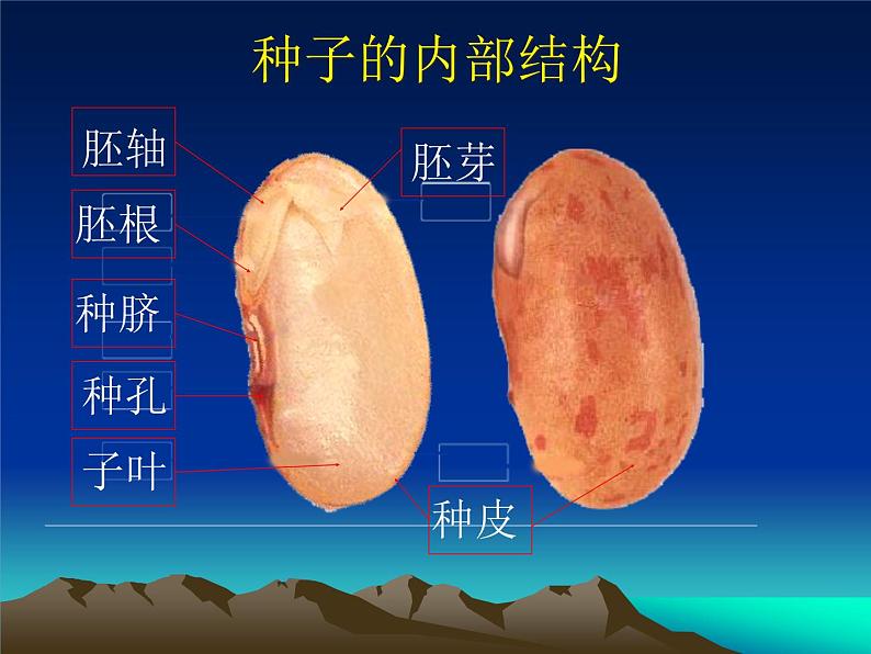 2020年三年级下册科学课件13.种子的构造首师大版(20张)ppt课件(1)07