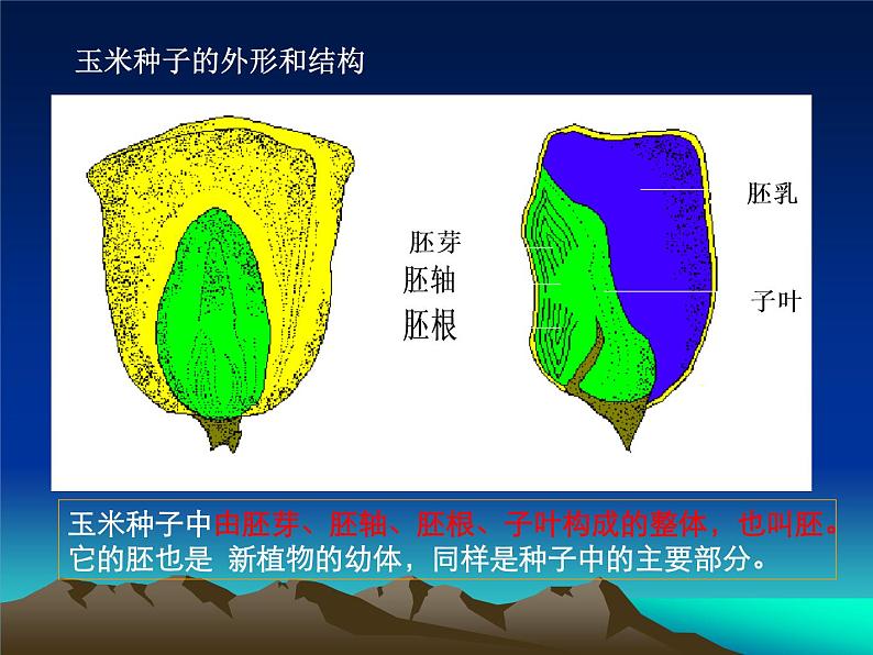 2020年三年级下册科学课件13.种子的构造首师大版(20张)ppt课件(1)08