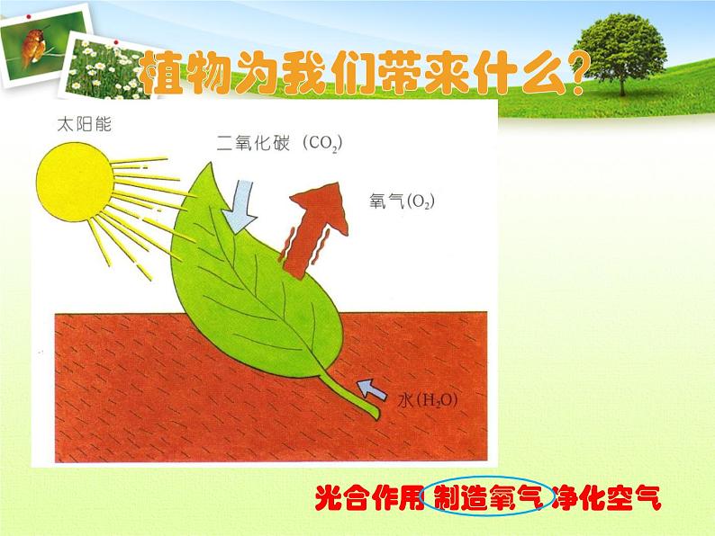 2020年三年级上册科学课件4保护植物首师大版(13张)ppt课件第3页