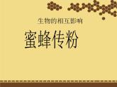 2020年三年級下冊科學(xué)課件10.蜜蜂傳粉冀人版10張ppt課件