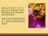 2020年三年級下冊科學(xué)課件10.蜜蜂傳粉冀人版10張ppt課件