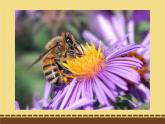 2020年三年级下册科学课件10.蜜蜂传粉冀人版10张ppt课件