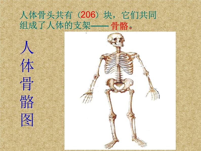 2020年四年级下册科学课件1.1骨骼苏教版21张ppt课件06