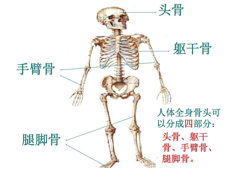 2020年四年级下册科学课件1.1骨骼苏教版21张ppt课件07