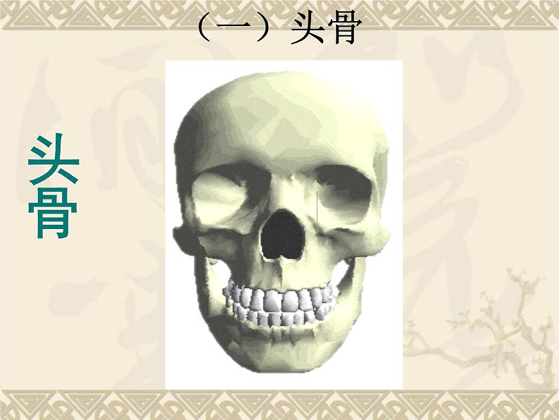 2020年四年级下册科学课件1.1骨骼苏教版21张ppt课件08