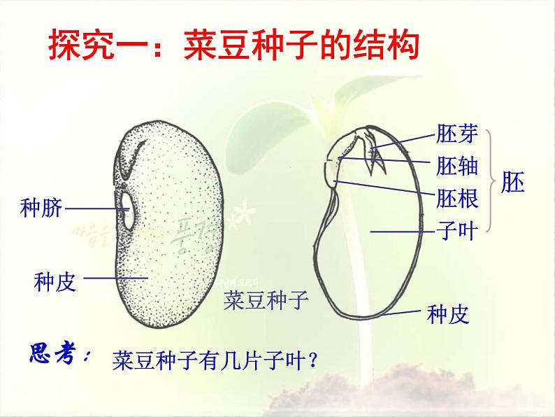 2020年三年级下册科学课件13.种子的构造首师大版(17张)ppt课件第3页