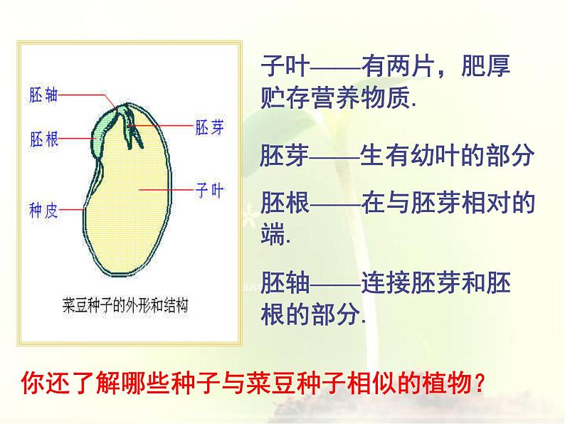 2020年三年级下册科学课件13.种子的构造首师大版(17张)ppt课件第4页