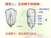 2020年三年级下册科学课件13.种子的构造首师大版(17张)ppt课件