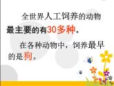 2020年三年级上册科学课件6《饲养的动物》首师大版(9张)ppt课件