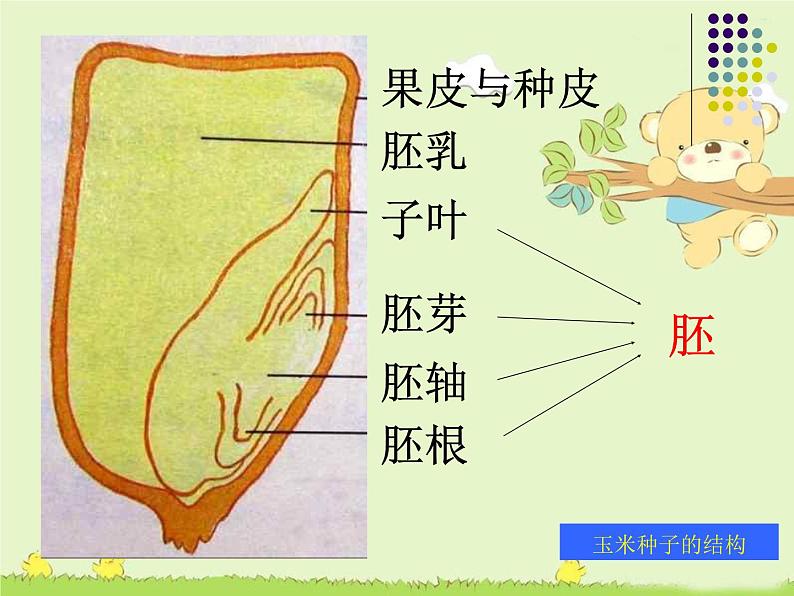 2020年三年级下册科学课件14.植物怎样度过一生首师大版(38张)ppt课件06