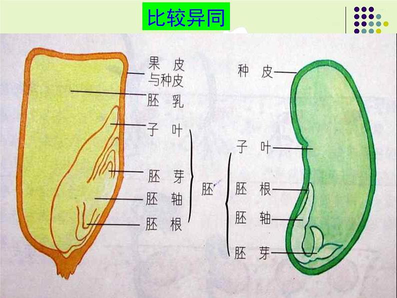 2020年三年级下册科学课件14.植物怎样度过一生首师大版(38张)ppt课件08