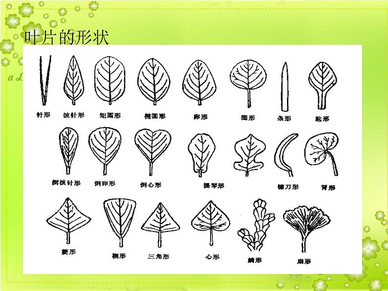 2020年四年级上册科学课件4叶的组成首师大版(11张)ppt课件05