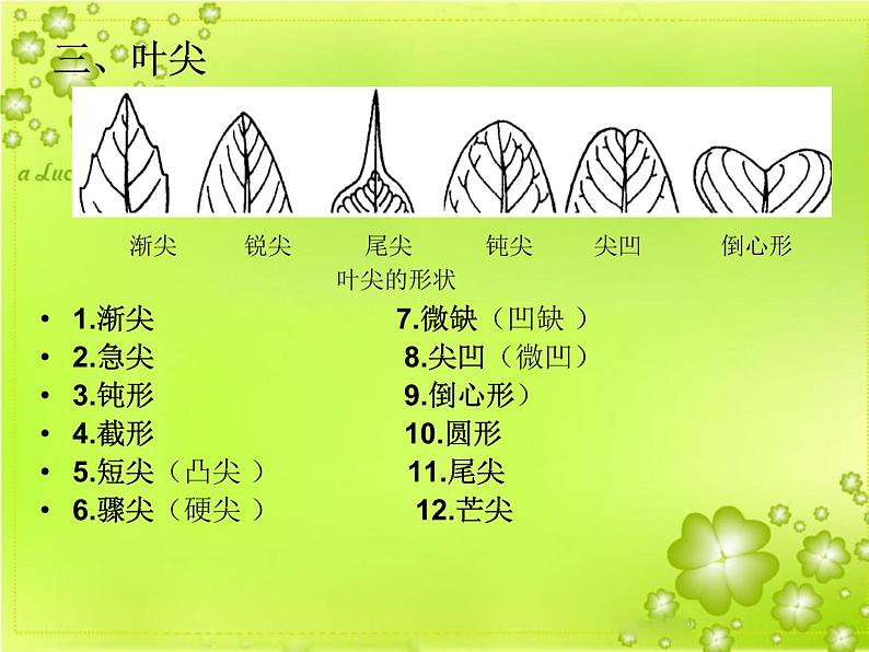 2020年四年级上册科学课件4叶的组成首师大版(11张)ppt课件06