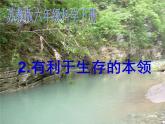 小学六年级下册科学-4.2利于生存的本领-苏教版(32张)ppt课件
