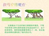 小学六年级下册科学-3.3达尔文和他的“进化论”-苏教版(27张)ppt课件