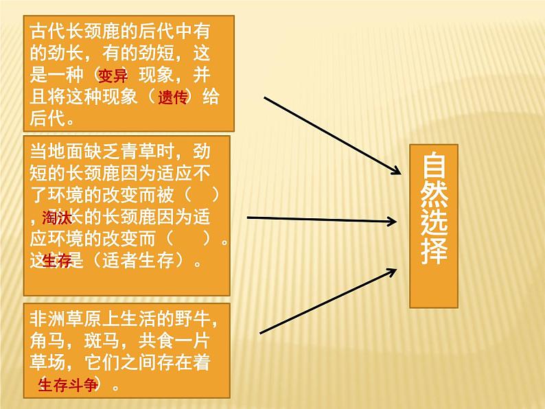 小学六年级下册科学-3.3达尔文和他的“进化论”-苏教版(12张)ppt课件第6页