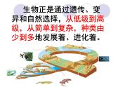 小学六年级下册科学-3.3达尔文和他的“进化论”-苏教版(26张)ppt课件