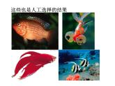 小学六年级下册科学-3.3达尔文和他的“进化论”-苏教版(14张)(1)ppt课件