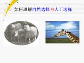 小学六年级下册科学-3.3达尔文和他的“进化论”-苏教版(14张)ppt课件