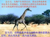 小学六年级下册科学-3.3达尔文和他的“进化论”-苏教版(7张)ppt课件