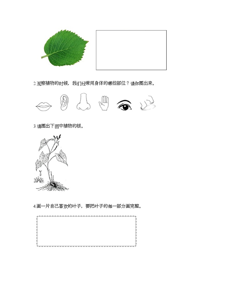 教科版一年级上册科学第一单元 植物 测试卷（含答案） (10)第3页