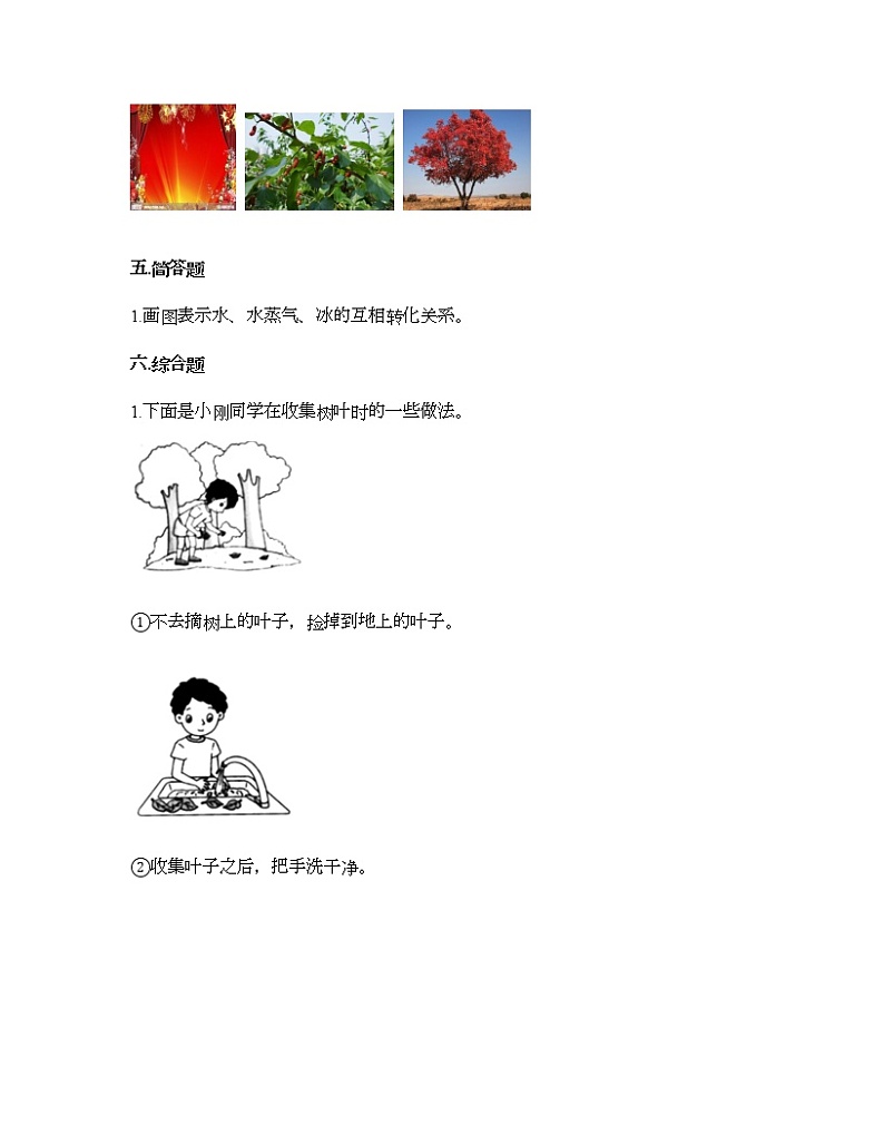 教科版一年级上册科学第一单元 植物 测试卷（含答案） (20)第3页