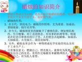 苏教版六年级科学上册 3.1 蜡烛的变化 课件