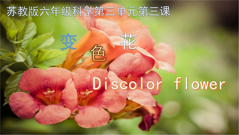苏教版六年级科学上册 3.3 变色花 课件第1页