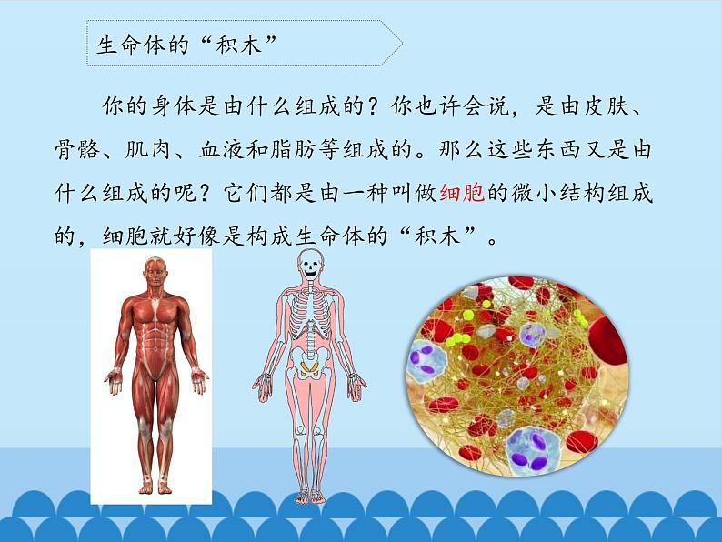 苏教版六年级科学上册 1.4 搭建生命体的“积木”_ 课件第3页