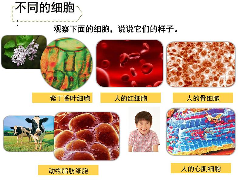 苏教版六年级科学上册 1.4 搭建生命体的“积木” 课件第2页