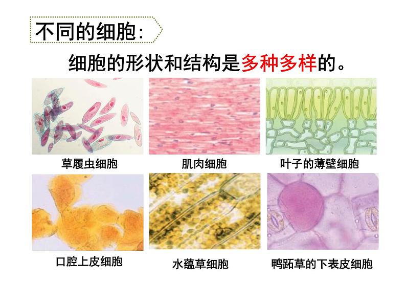 苏教版六年级科学上册 1.4 搭建生命体的“积木” 课件第3页