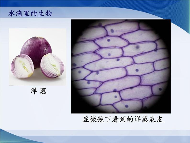 苏教版六年级科学上册 1.1 水滴里的生物(2) 课件03