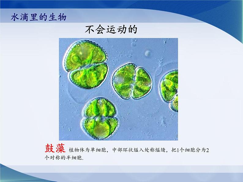 苏教版六年级科学上册 1.1 水滴里的生物(2) 课件06