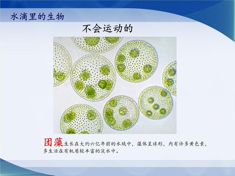 苏教版六年级科学上册 1.1 水滴里的生物(2) 课件07