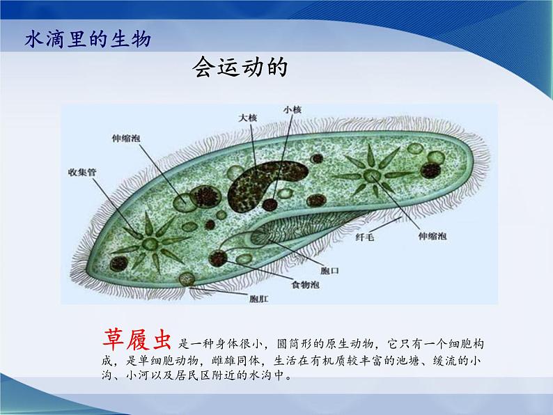 苏教版六年级科学上册 1.1 水滴里的生物(2) 课件08