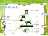 苏教版六年级科学上册 1.1 水滴里的生物(1) 课件